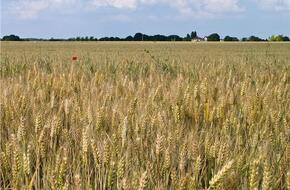 «التموين»: ارتفاع توريد القمح المحلي لـ 1.8 مليون طن حتى الآن