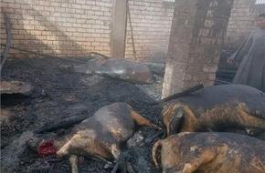 نفوق 12 رأس ماشية في حريق حظيرة مواشي بأسيوط