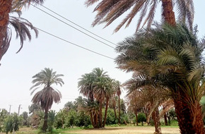 طقس الأقصر اليوم الإثنين: أجواء ربيعية والعظمى 33° | أهل مصر
