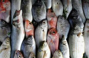 أسعار الأسماك في سوق العبور اليوم الإثنين 6 مايو