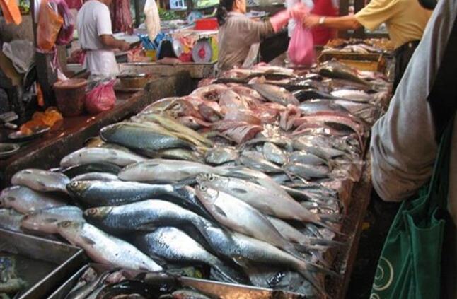 مفاجأة في أسعار السمك اليوم