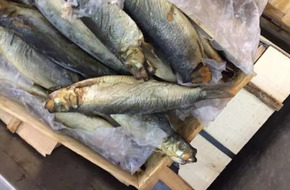 استشاري تغذية توجّه نصائح للمواطنين لتفادي خطر الأسماك المملحة