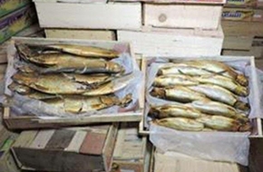 بيطري المنيا تضبط لحوما وأسماكا غير صالحة بمركزي بني مزار ومطاي 