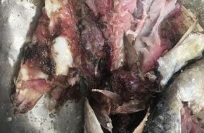 مع شم النسيم.. ضبط نصف طن أسماك مملحة فاسدة قبل تداولها في الأسواق بالإسماعيلية (صور)  | أهل مصر
