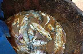 ضبط 156 كيلو أسماك غير صالحة في المنيا | المصري اليوم