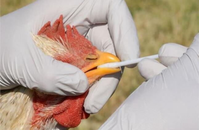 كيف تنتقل إنفلونزا الطيور بين البشر؟