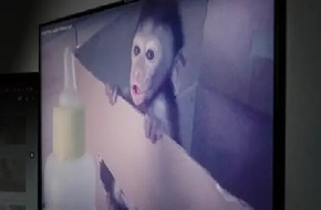 تحقيق لبي بي سي يكشف شبكة عالمية لتعذيب القرود