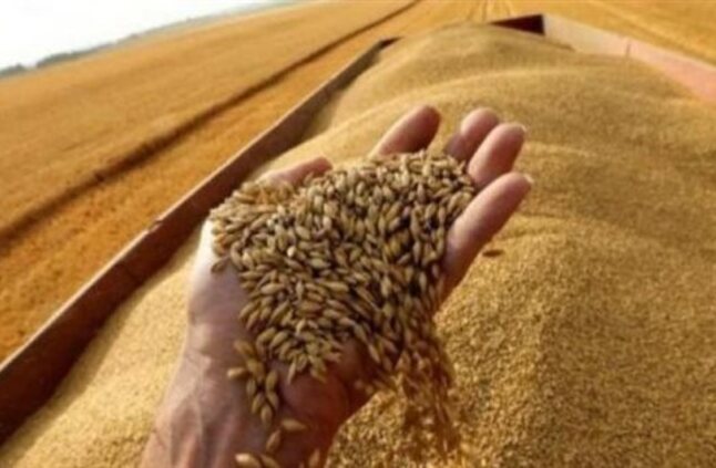 "السلع التموينية": تعلن عن ممارسة لاستيراد القمح من جميع المناشئ المدرجة