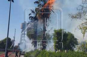 اشتعال النيران بأشجار نخيل وحظيرة طيور في المنيا | المصري اليوم