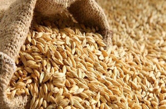 ارتفاع أسعار الأرز الشعير ألفى جنيه للطن خلال أسبوع