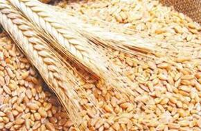 الإحصاء: 23.7% زيادة فى أسعار الحبوب والخبز خلال أبريل الماضي.. وتتراجع شهريا بـ3.7%