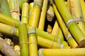 «التموين» تسدد 12 مليار جنيه مستحقات لمزارعي قصب السكر بموسم 2024