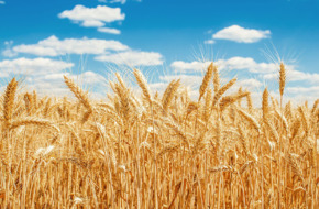 ما أبرز التحديات التي تواجه إمدادات القمح العالمية هذا العام؟