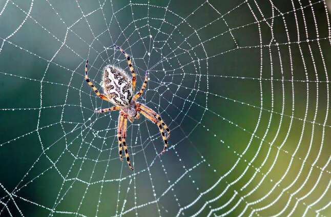 الأرشيف الجيني الطبيعي.. خيوط العنكبوت "القاتلة" تنقذ التنوع البيولوجي