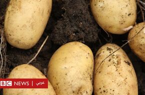 اليوم العالمي للبطاطس: كيف غير هذا المحصول الغذائي العالم؟ - BBC News عربي