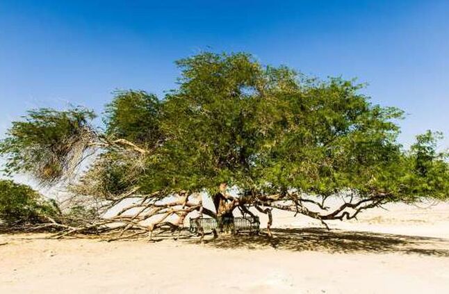 «شجرة الحياة».. الوحيدة التي تزهر منذ 400 عام في صحراء بلد عربي