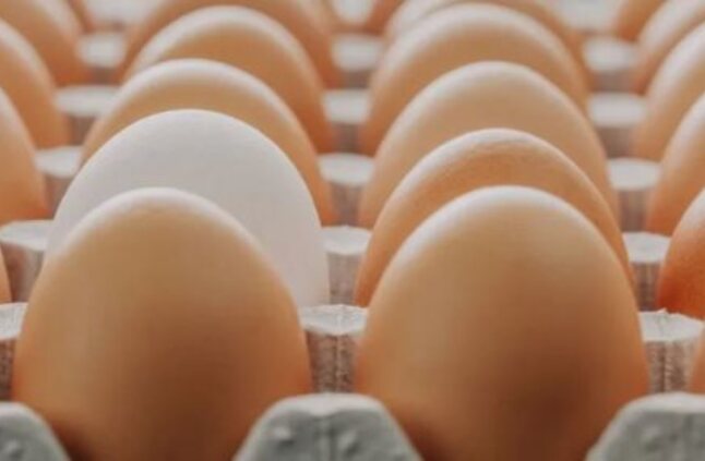 كيف تتناول البيض بشكل آمن في الصيف؟ - اليوم السابع