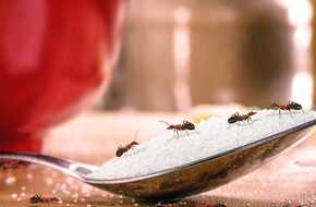 4 طرق للتخلص من النمل للأبد | المصري اليوم