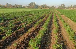 نصائح عاجلة من وزارة الزراعة للمزارعين لحماية المحاصيل من ارتفاع الحرارة - اليوم السابع
