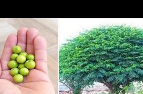 10 فوائد لزراعة شجرة الميليا أمام منزلك.. رائحة منعشة وطاردة للحشرات