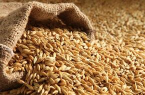 سعر الأرز الشعير الآن 2024 الإثنين 3 يونيو.. مفاجأة للطن بالأسواق - محتوى بلس
