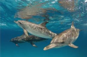 أصلها بري.. 5 حقائق محيرة للعقل عن الدلافين