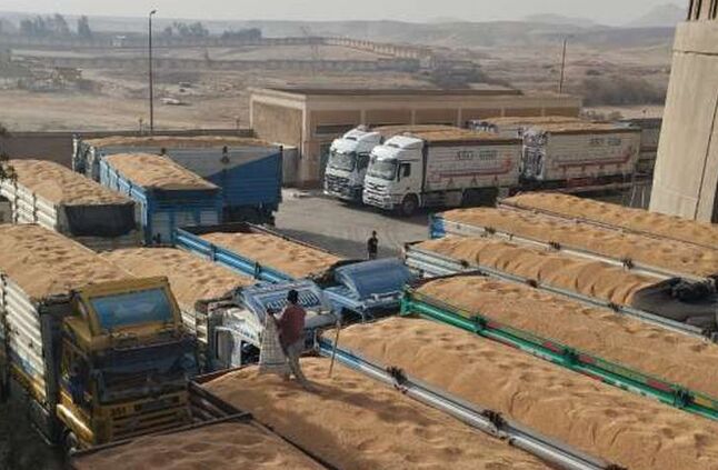 محافظ المنيا: توريد 352 ألف طن من القمح للصوامع منذ بداية الموسم