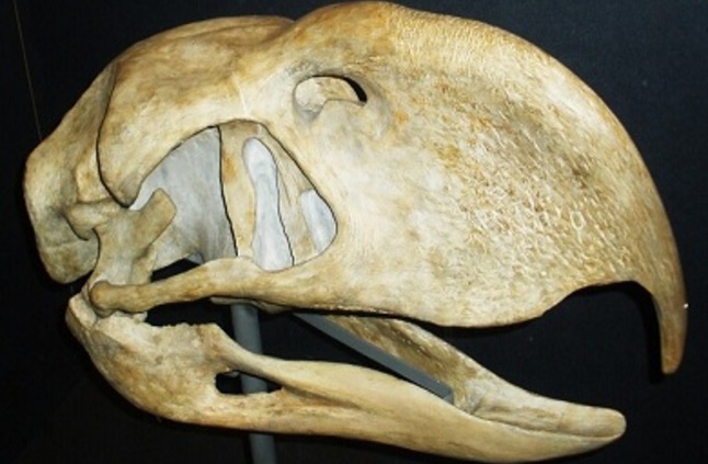 علماء في أستراليا يعثرون على جمجمة طائر ضخم انقرض قبل آلاف السنين