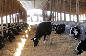 عاجل...الصين تسمح لـ5 من كبار منتجي لحوم الأبقار بأستراليا باستئناف التصدير على الفور | العاصمة نيوز