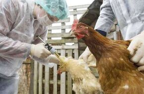 وفاة أول إصابة بمتحور أنفلونزا الطيور.. ماذا قالت الصحة العالمية؟