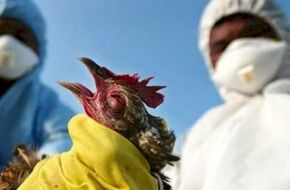 الصحة العالمية تعلن وفاة أول حالة مؤكدة لمتحور أنفلونزا الطيور  | أهل مصر