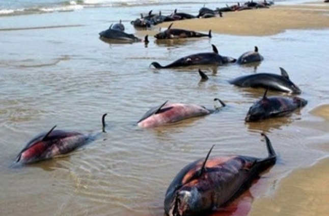 دراسة: خسائر فلكية بسبب حرب بين الصيادين والدلافين في سواحل المغرب الشمالية