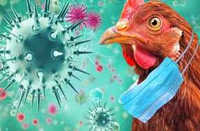 «الصحة العالمية» تسجل أول وفاة بشرية بمتحور إنفلونزا الطيور وتكشف الأعراض | المصري اليوم