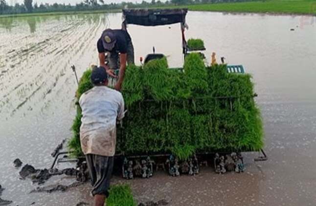 تكنولوجيا جديدة لخفض انبعاثات الميثان من زراعات الأرز على مستوى العالم - اليوم السابع