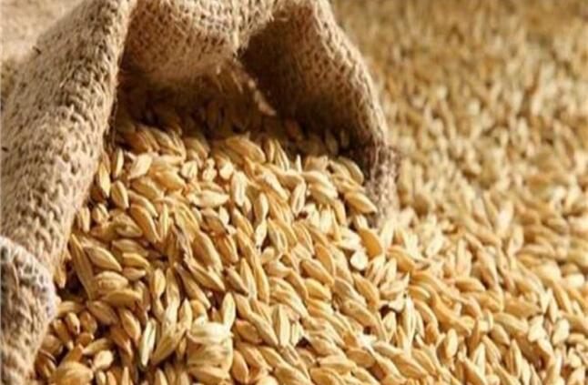 سعر طن الأرز الشعير اليوم الجمعة في الأسواق