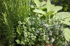 5 نباتات منزلية تساعد على تبريد الهواء في الطقس الحار.. «احرص على زراعتها»
