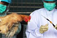 إنفلونزا الطيور، مرض مُعدي ينتشر من الطيور للبشر وبين البشر وبعضهم، كانت بداية ظهور المرض بين البشر في عام 1997 حيث تسبب في إصابات حادة بين البشر وتحديدًا في عام 1997 وعام 2003 و 2004 
