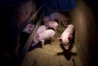 إنفلونزا الخنازير، مرض يصيب الخنازير بشكل موسمي في أواخر الخريف والشتاء، ويتركز انتشاره في عدد من الدول أبرزها الولايات المتحدة والمكسيك وكندا وأمريكا الجنوبية وأوروبا وشرق آسيا 
