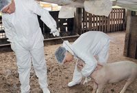 يعتبر انتشار مرض انفلونزا الخنازير من الحيوانات للإنسان نادر نسبيًا حيث تم تشخيص 50 حالة تقريبًا بالمرض منذ منتصف القرن العشرين، ويعتبر الأشخاص العاملين في مجال تربية الخنازير هم الأكثر عرضة للعدوى بسبب تعاملهم المباشر مع الحيوانات حاملة المرض 

