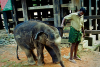 تشتهر الفيلة بعدوانيتها الكبيرة إذا قام أحد بالتعرض لها أو مهاجمتها لذلك لجأ البشر إلى فصل الفيلة الصغار عن أمهاتهم والقيام بتدريبهم بشكل تجعلها ترضخ للبشر بالكامل حيث أن الفيلة الكبيرة لا يفلح معها تلك الممارسات 
