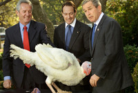 جورج بوش.. كلاكيت ثالث مرة، أثناء احتفالات عيد الشكر تسلل الديك الرومي برأسه إلى داخل بدلة جورج بوش ووضع رأسه على حزام الرئيس في موقف محرج وطريف في ذات الوقت
