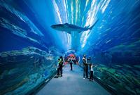 دبي أكواريوم : مدينة الأحياء المائية الفريدة من نوعها في العالم بتشكيلة ضخمة من الكائنات المائية 