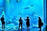 دبي أكواريوم : مدينة الأحياء المائية الفريدة من نوعها في العالم بتشكيلة ضخمة من الكائنات المائية 