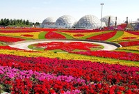 حديقة ميراكل : بها أكبر مجموعة من الزهور الطبيعية في العالم، بما في ذلك أكثر من 45 مليون زهرة على مساحة 72000 متر