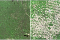 غابات روندونيا، البرازيل. يونيو، 1975 - أغسطس 2009