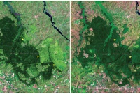 غابات مابيرا الغابات، وأوغندا. نوفمبر 2001 - يناير 2006
