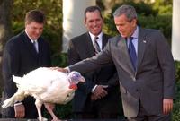 أثناء احتفالات عيد الشكر تسلل الديك الرومي برأسه إلى داخل بدلة جورج بوش حيث وضع رأسه على حزام الرئيس في موقف محرج وطريف في ذات الوقت
