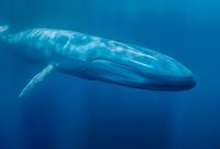 ويعد الحوت الأزرق من أكبر الثدييات البحرية الموجودة في البحار والمحيطات كما أنه أكبر كائن على وجه ‏الأرض وينتشر انتشارا واسعا بمعظم المحيطات والبحار
