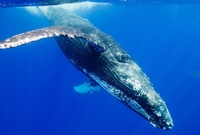 الحوت الأزرق يهاجر باستمرار من أجل الغذاء والتكاثر، وتغذيته موسمية، وتكون على القشريات الصغيرة (الكريل) يصل ‏أقصى طول لها 2سم شبيهة بالجمبري، وتعيش في جميع المحيطات حول العالم ‏