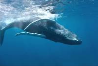 وطبقا للاتحاد الدولي لصون الطبيعة فإن الحوت الأزرق مصنف ضمن الكائنات المهددة بالانقراض على الرغم ‏من وضعه تحت الحماية طبقا للاتفاقيات الدولية وتجريم صيده